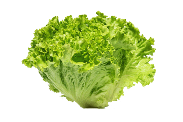 Salat - Batavia grün
